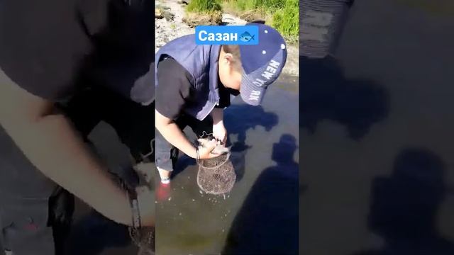 Сазан попал в ловушку -Ловля сазана Руками #fishing #shorts #рыбалка2022 #рыбалка #приколнарыбалке