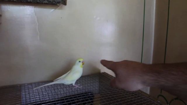 Умный попугай Туту / Smart parrot Tutu смотреть онлайн