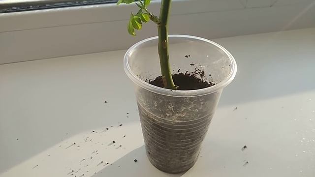 Мои наблюдения о процессе укоренения черенков роз. смотреть онлайн