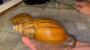 Ахатина Ахатина Тигр-самый интересный вид в моей коллекции.#youtube#улитки#тигры#питомцы