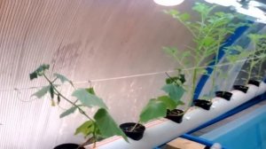 №2 Опыт самодельной системы гидропоники для выращивания овощей и зелени