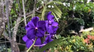Vanda Pachara Delight Blue Orchid