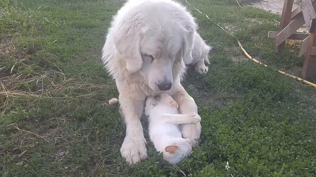 УЖАС!!! Большая собака любит котёнков!