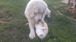 УЖАС!!! Большая собака любит котёнков!