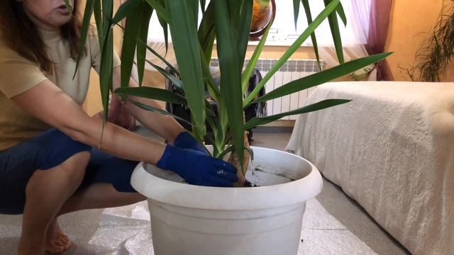 ЮККА ПЕРЕСАДКА УХОД ОБРЕЗКА смотреть онлайн