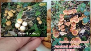 Осенние и летние опята и их опасные двойники.