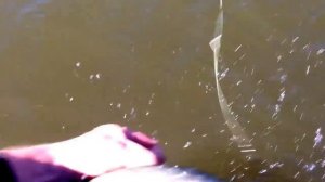 Щука в ставропольском крае