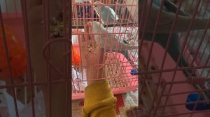 Как приучить попугая к рукам