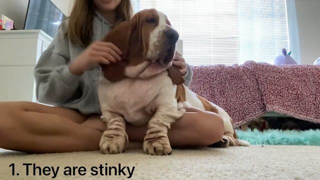 The Pros and Cons of a Basset Hound! ? смотреть онлайн