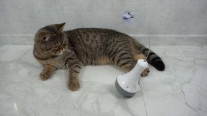 ЛУЧШИЕ игрушки для кошек ТОП 5 самых любимых #коты #кошка