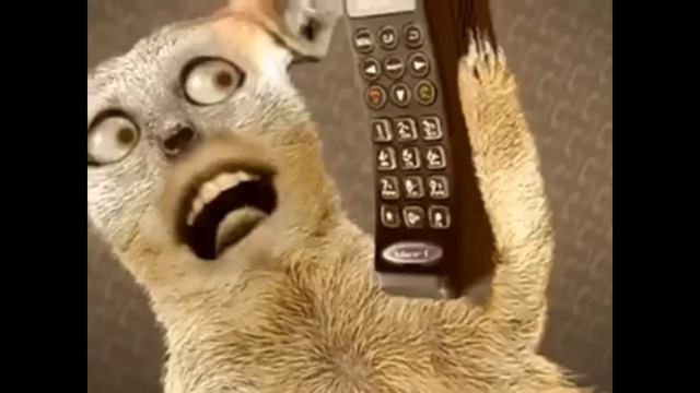 смешная песня про котов😂