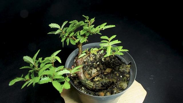 Mini Bonsai - Zelkova: Bonsai SP смотреть онлайн