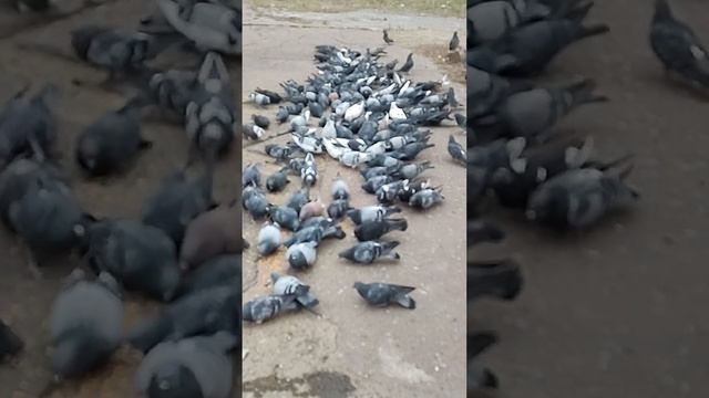 кормление уличных голубей смотреть онлайн