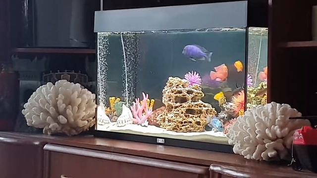 цихлида дельфин против хромиса красавца смотреть онлайн