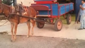 Мула научили парковаться по словесной команде