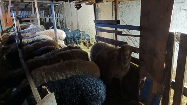 замечательный красивый баранчики смотреть онлайн