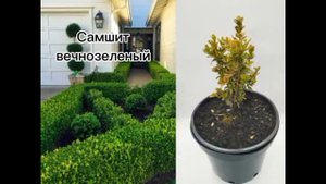 Самые популярные низкорослые растения для бордюрного дизайна