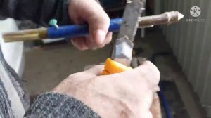 Приспособление для прививки яблони, груши (легко и просто)