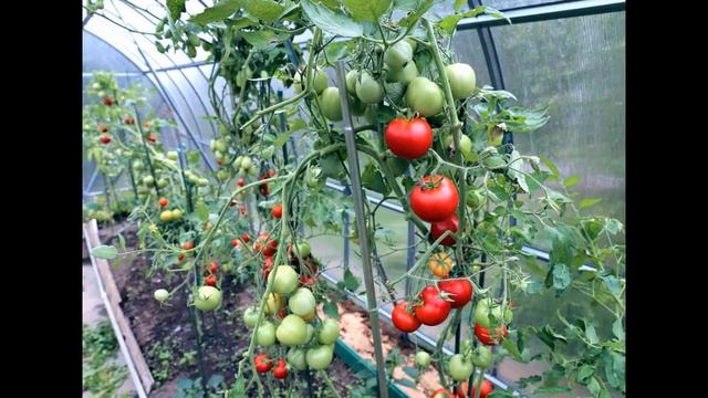 Благоприятные дни для пересадки томатов в теплицу в мае 2021 года по лунному календарю смотреть онлайн