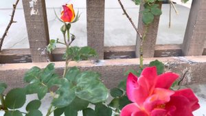 Climber Rose Joseph's Coat 3rd Day Flush