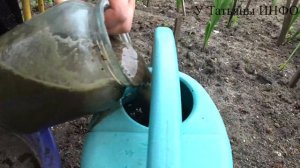 ОХ как БУДУТ ЦВЕСТИ ГЛАДИОЛУСЫ!!! Чем подкормить ГЛАДИОЛУСЫ для ОБИЛЬНОГО и ПЫШНОГО ЦВЕТЕНИЯ???
