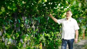 Сорта винограда в питомнике ЛПХ Макаревич г. Уссурийск