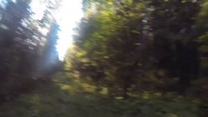 охота на вальдшнепа 2015 осень с русским охотничьим спаниелем