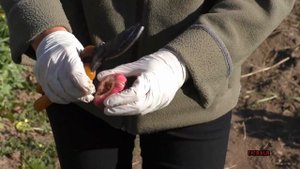 КАК ВЫКОПАТЬ И КАК СОХРАНИТЬ ГЛАДИОЛУСЫ