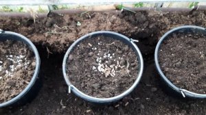 Сажаю помидоры в вёдра.