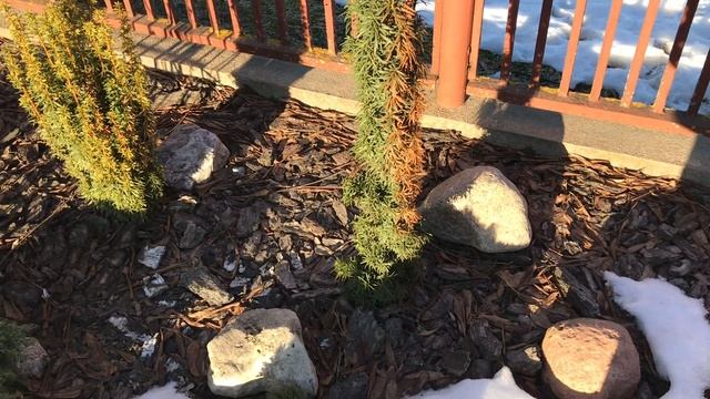 Спасаем ХВОЙНЫЕ растения от весенних ожогов ❗️Надёжный способ ? смотреть онлайн