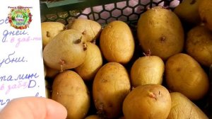 Правила подготовки картошки перед посадкой. Яровизация картофеля - когда начинать?