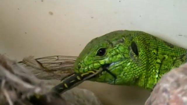 The lizard eats Ящерицa! смотреть онлайн