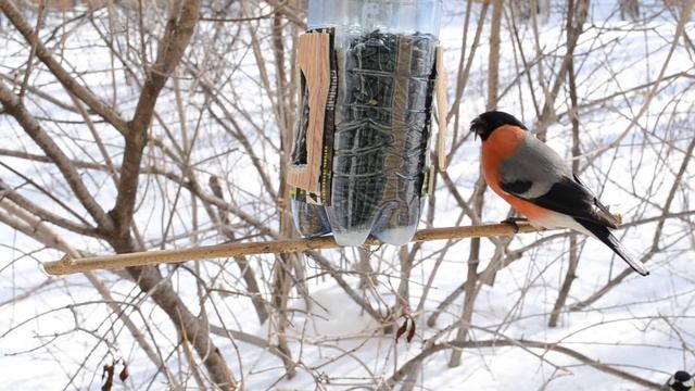 Поведение снегирей и синиц на кормушке смотреть онлайн