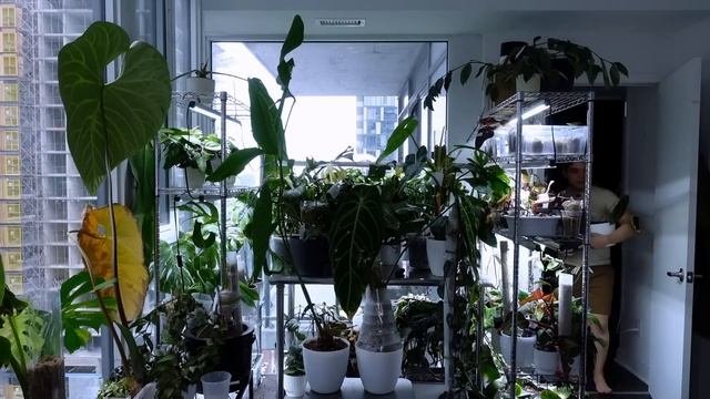 My Anthurium Collection ? Regale, Metallicum, Warocqueanum, Veitchii, Magnificum, Crystallinum