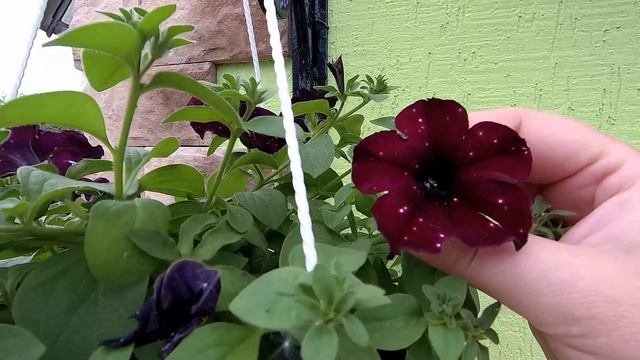 Обзор ампельных и каскадных петуний 13 06 2020