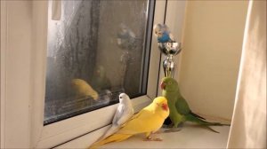 Грустное видео. умер волнистый попугай Sky. Rest in peace my little Sky!