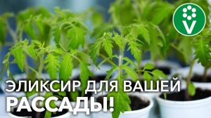 ПОМИДОРЫ ОБОЖАЮТ ЭТО! ЛЮБИМАЯ ПОДКОРМКА ТОМАТОВ!