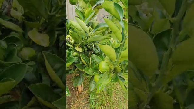 Dwarf Orange tree with split fruit