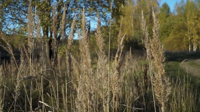 Коттеджный поселок МЕЧТЫ - Берег Песочной! смотреть онлайн