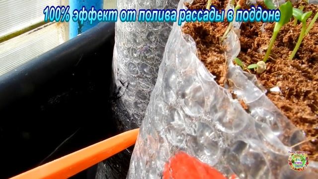100% эффект от полива рассады в поддоне смотреть онлайн