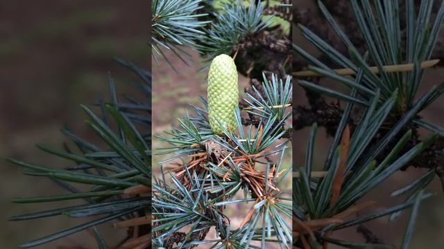 Cedar of Lebanon (Cedrus libani) - male cones - September 2017