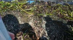 Поехал на остров русский ( Остров Русский, Владивосток)