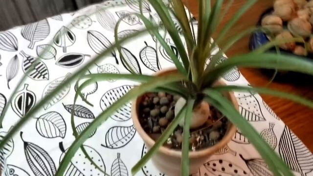 КАК ЖИВЁШЬ НОЛИНА / ОСНОВЫ УХОДА смотреть онлайн