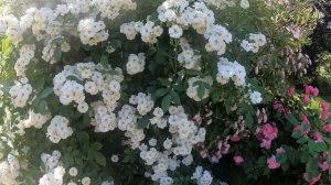 Мускусные розы. Guirlande d’Amour (Гирлянд де Амур)