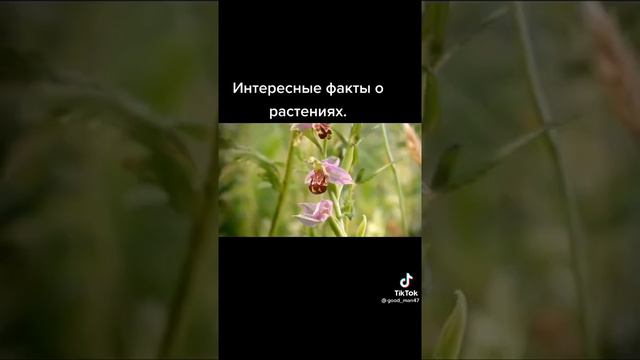 интересные факты