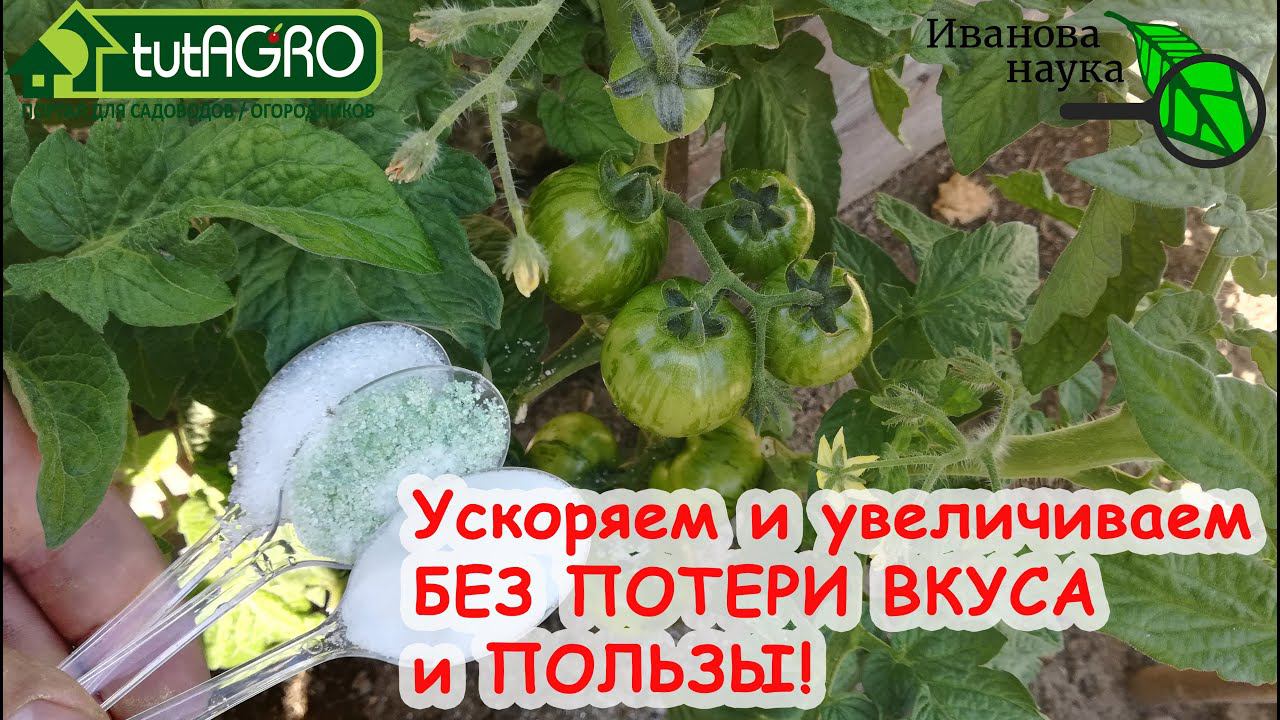 ТОМАТЫ ОСТАНОВИЛИСЬ и НЕ ХОТЯТ РАСТИ? ВОТ ЧЕГО ИМ НЕ ХВАТАЕТ! ОДНА ПОДКОРМКА ОТ ВСЕХ ПРОБЛЕМ!