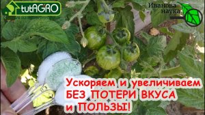 ТОМАТЫ ОСТАНОВИЛИСЬ и НЕ ХОТЯТ РАСТИ? ВОТ ЧЕГО ИМ НЕ ХВАТАЕТ! ОДНА ПОДКОРМКА ОТ ВСЕХ ПРОБЛЕМ!