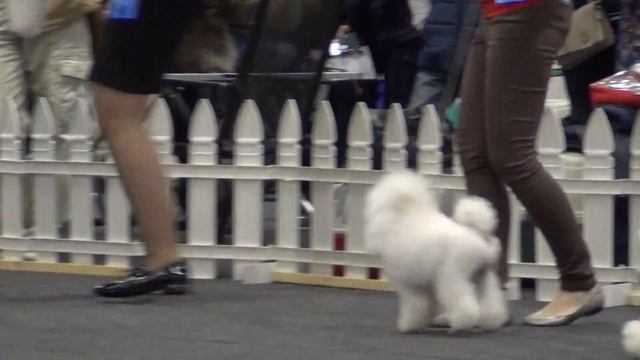 00030XXIII Национальная выставка пуделей 28.05.2017 Юниорки тойки смотреть онлайн