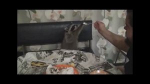 Енот дома