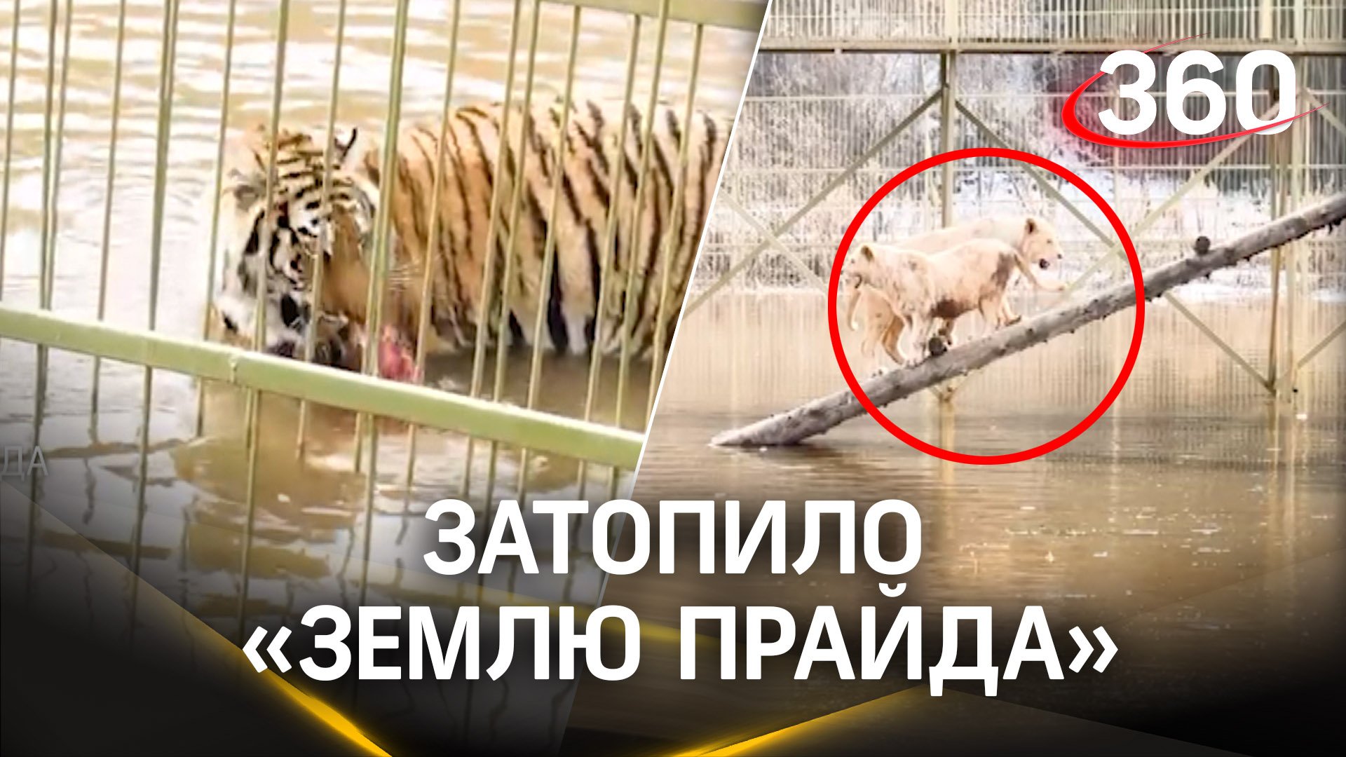 Аква-сафари-парк под водой: тигры и львы в «Земле прайда» спасаются вплавь